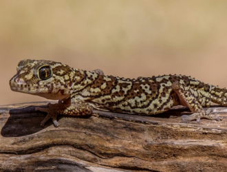 What You Need to Know About Gecko Sizes