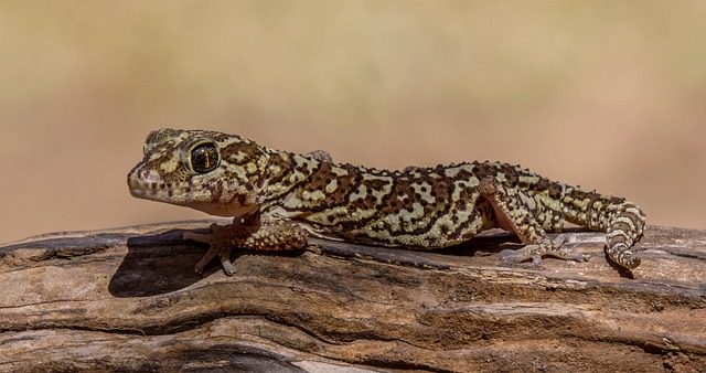 What You Need to Know About Gecko Sizes