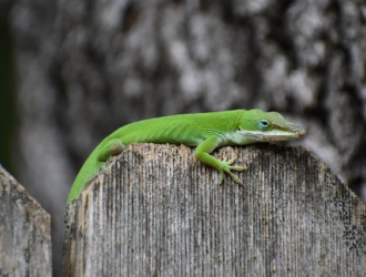 Easy Steps to Measure Your Gecko's Size