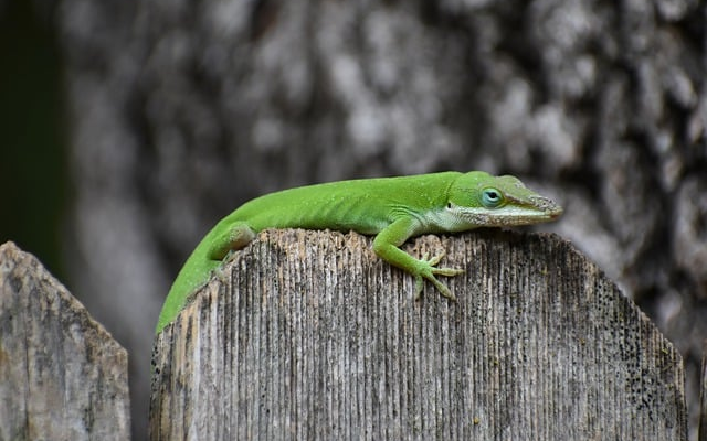 Easy Steps to Measure Your Gecko's Size