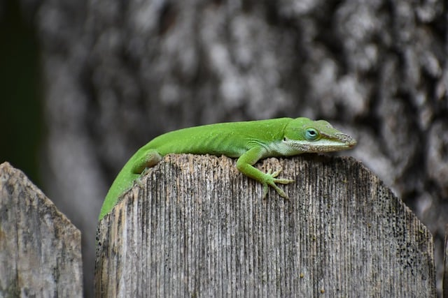 Easy Steps to Measure Your Gecko's Size