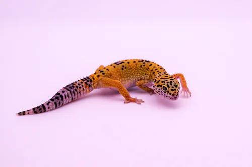 Common Skin Conditions in Geckos