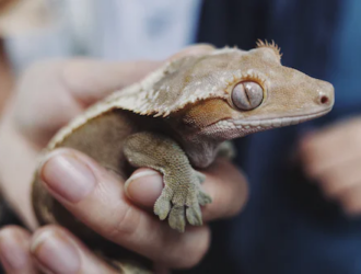 Are Geckos Social Pets?