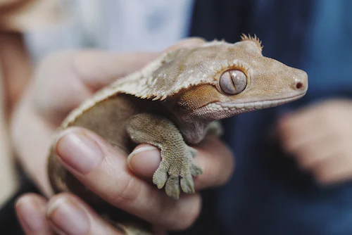 Are Geckos Social Pets?