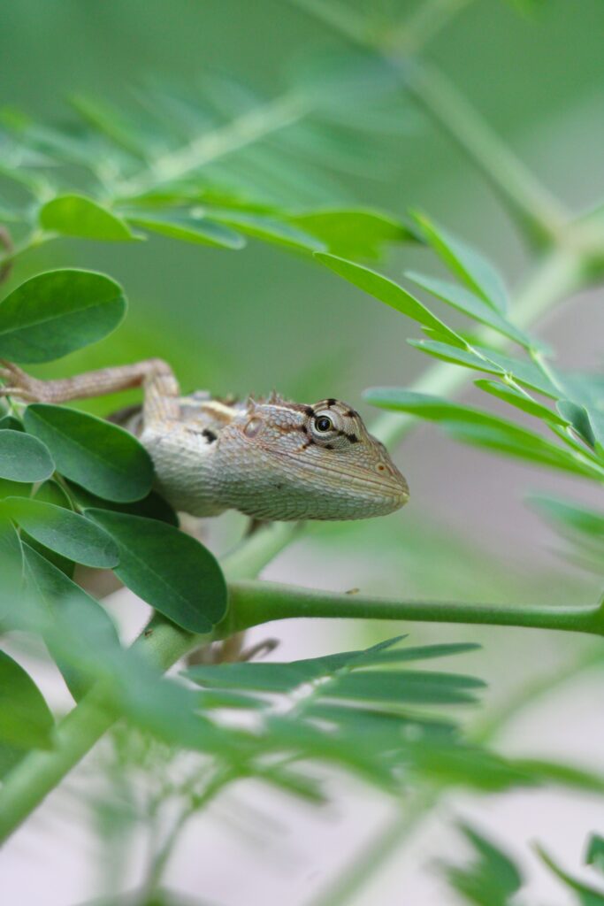 The Benefits of UVB Lighting for Your Geckos Health