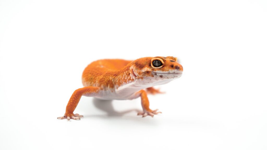 What You Need to Know About Gecko Sizes