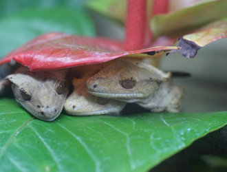 Tips for Caring for Baby Geckos