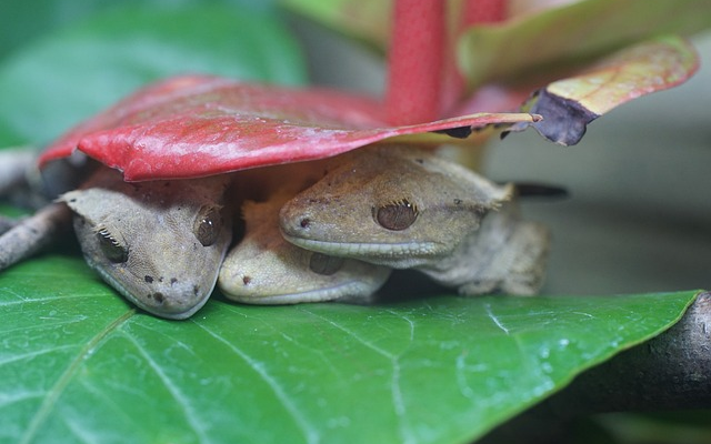 Tips for Caring for Baby Geckos