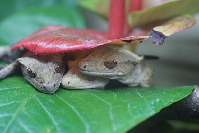 Tips for Caring for Baby Geckos