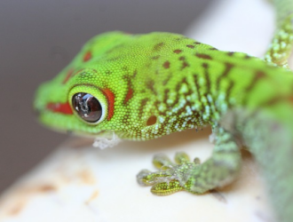 Feeding Baby Geckos: A Comprehensive Guide for Optimal Growth