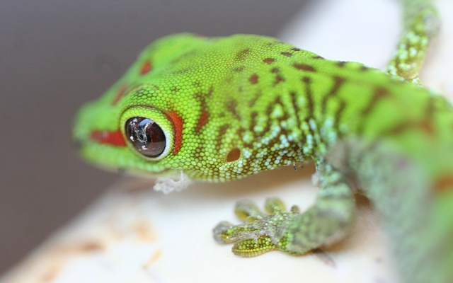 Feeding Baby Geckos: A Comprehensive Guide for Optimal Growth