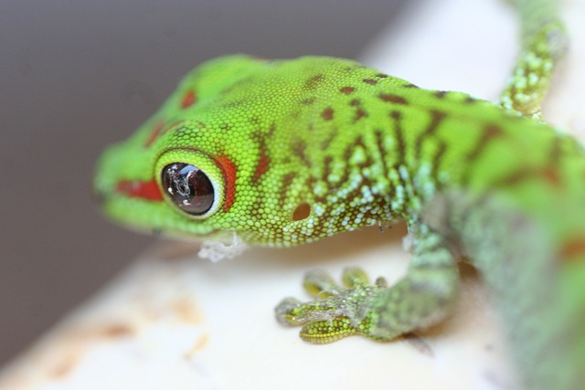 Feeding Baby Geckos: A Comprehensive Guide for Optimal Growth