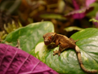 How to Build Trust with Your Crested Gecko through Handling Techniques