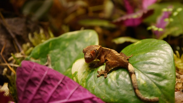 How to Build Trust with Your Crested Gecko through Handling Techniques