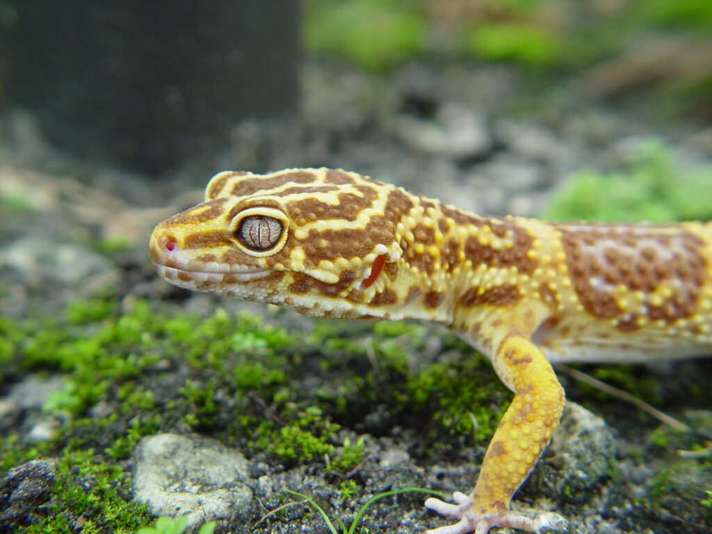 The Importance of Fiber in Your Gecko's Diet: A Comprehensive Guide