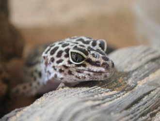 Preventing and Dealing with Gecko Escapes for Beginners