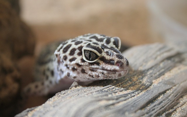 Preventing and Dealing with Gecko Escapes for Beginners