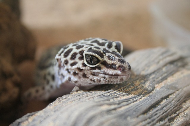 Preventing and Dealing with Gecko Escapes for Beginners