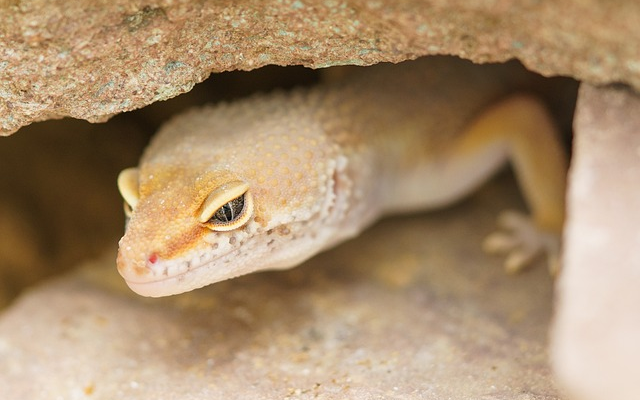 Tips for Preventing Respiratory Infections in Geckos