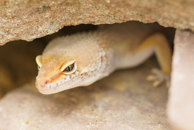 Tips for Preventing Respiratory Infections in Geckos