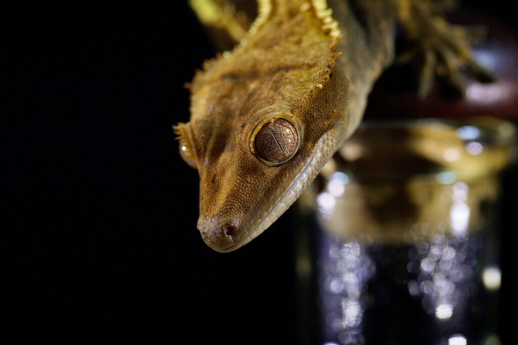 How to Build Trust with Your Crested Gecko through Handling Techniques