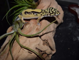 Choosing Between Organic and Non-Organic Foods for Your Gecko