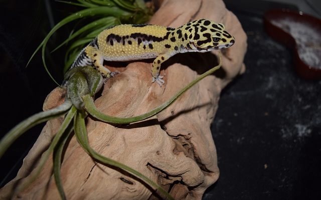 Choosing Between Organic and Non-Organic Foods for Your Gecko