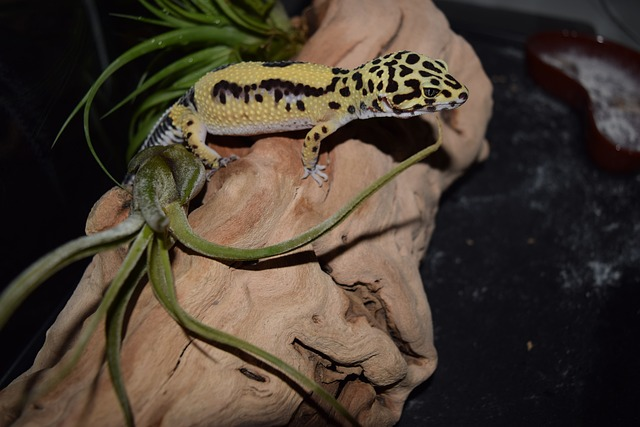 Choosing Between Organic and Non-Organic Foods for Your Gecko