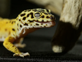 Adapting Your Gecko's Diet to the Seasons