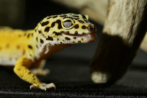 Adapting Your Gecko's Diet to the Seasons