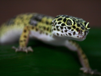 Understanding the Relationship Between Diet and Gecko Skin Shedding