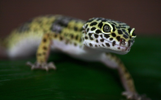 Understanding the Relationship Between Diet and Gecko Skin Shedding