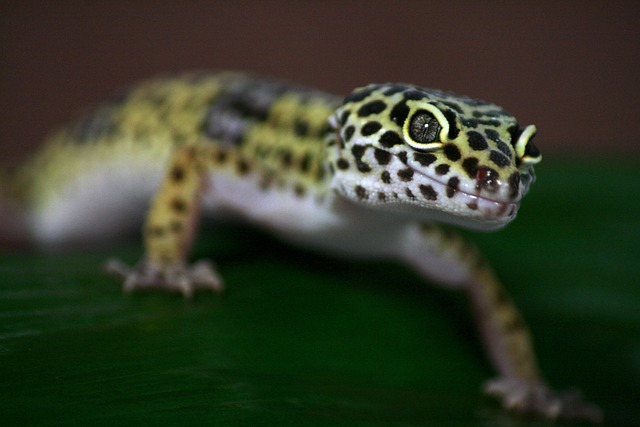 Understanding the Relationship Between Diet and Gecko Skin Shedding