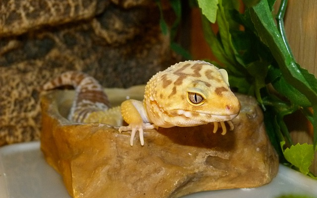 Tips for Minimizing Stress in Geckos