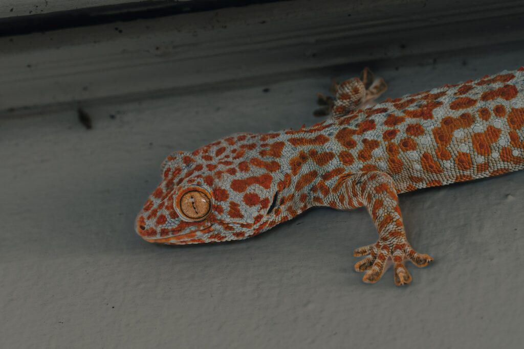 The Ultimate Guide to Understanding Gecko Digestive Issues: Foods to Avoid