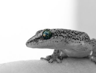 The Therapeutic Benefits of Geckos as Pets