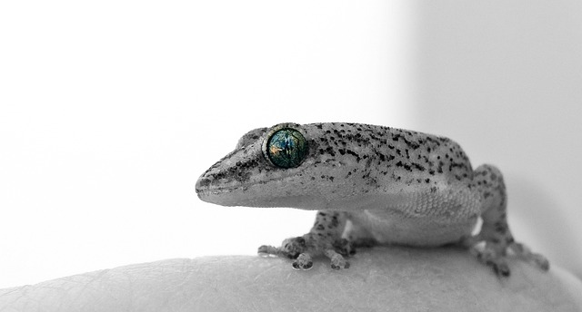 The Therapeutic Benefits of Geckos as Pets