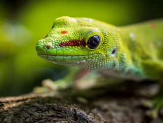 Watering Your Gecko: Tips for Proper Hydration