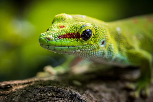 Watering Your Gecko: Tips for Proper Hydration