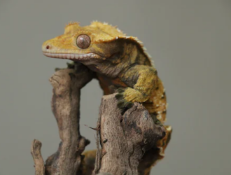 Unveiling the Spectacular Crested Gecko Morphs