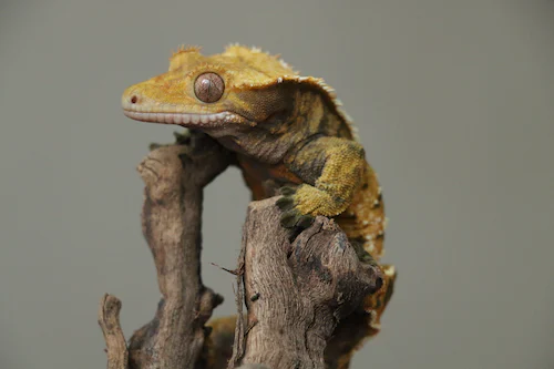 Unveiling the Spectacular Crested Gecko Morphs