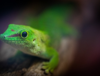 Day Geckos: Vibrant And Active Companions