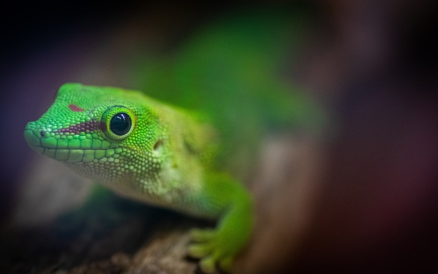 Day Geckos: Vibrant And Active Companions