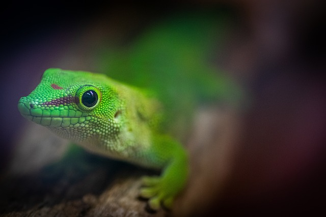 Day Geckos: Vibrant And Active Companions