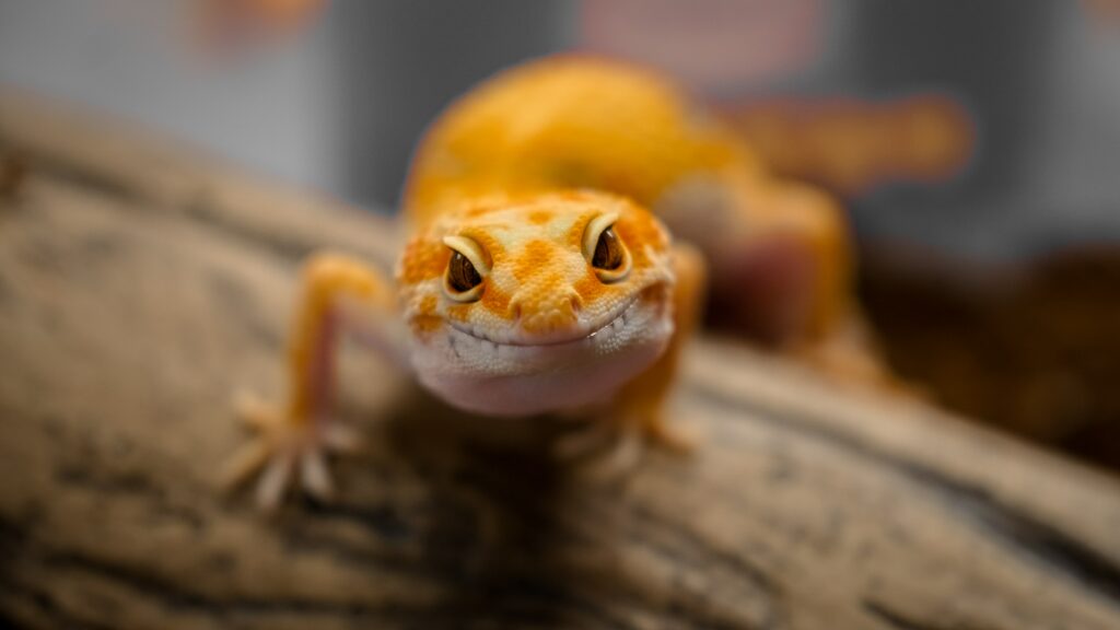 Exploring the Size Variation of Geckos Across Different Regions