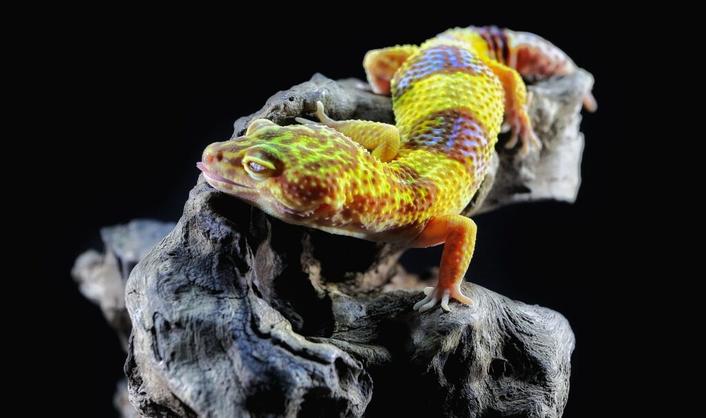 Gecko Lifespan: Average Ages And Records Across Species