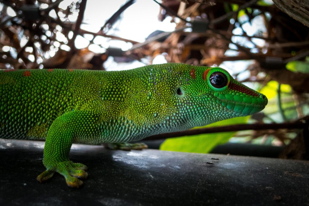 Gecko Lifespan: Average Ages And Records Across Species