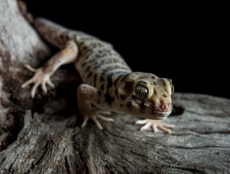 5 Essential Gecko Care Tips for Healthy Growth