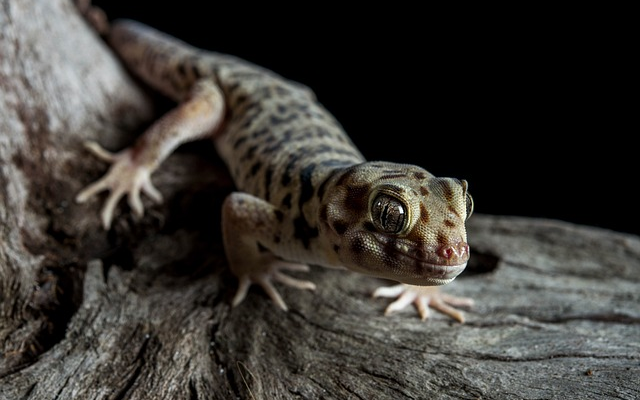 5 Essential Gecko Care Tips for Healthy Growth