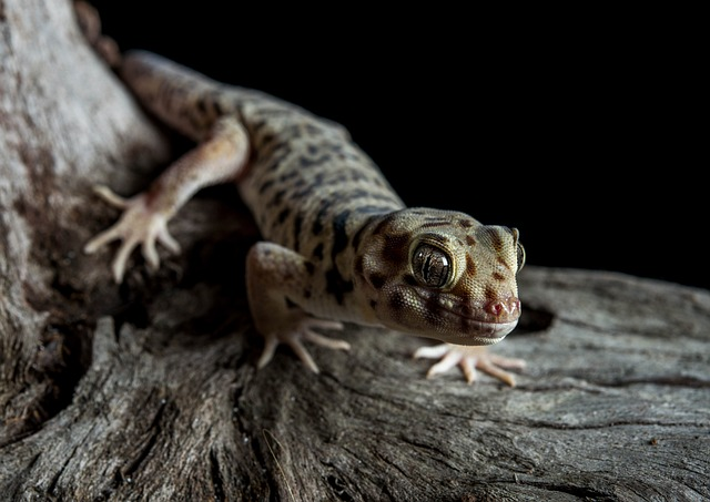 5 Essential Gecko Care Tips for Healthy Growth